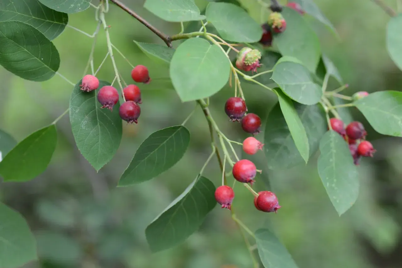 Kluster av mogna och omogna juneberry svenska bär hänger från en gren med gröna blad.