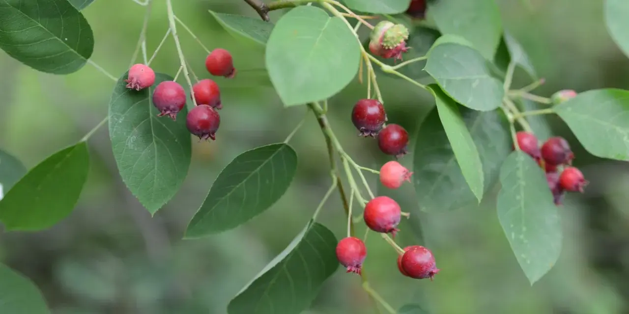 Kluster av mogna och omogna juneberry svenska bär hänger från en gren med gröna blad.