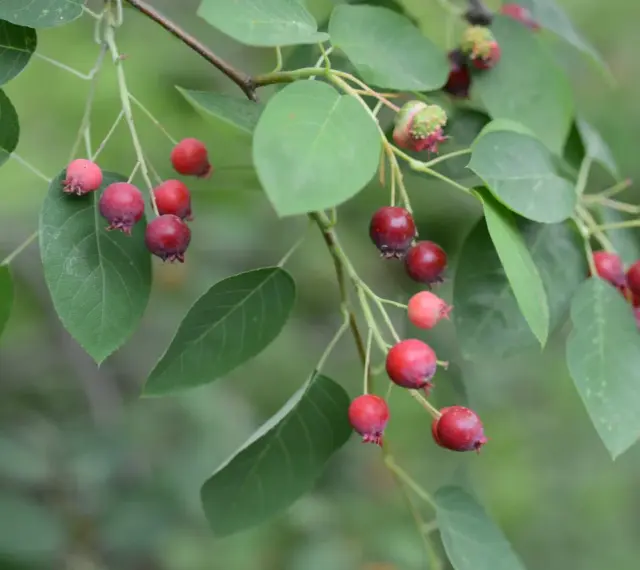 Kluster av mogna och omogna juneberry svenska bär hänger från en gren med gröna blad.