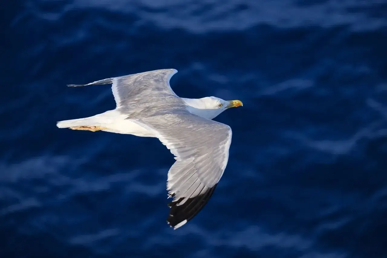 En m&aring;sen flyger &ouml;ver det m&ouml;rka havet, dess vingar str&auml;ckta. En bok om m&aring;sar skulle kunna beskriva denna vackra f&aring;gel.