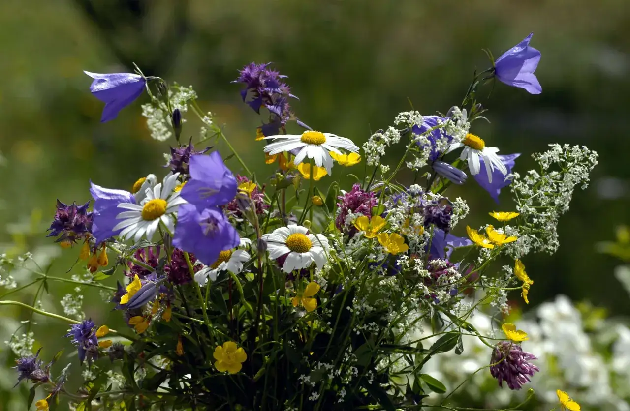 En bukett med blåklockor, prästkragar och gula blommor, som hämtad ur dikter om sommaren som rimmar.
