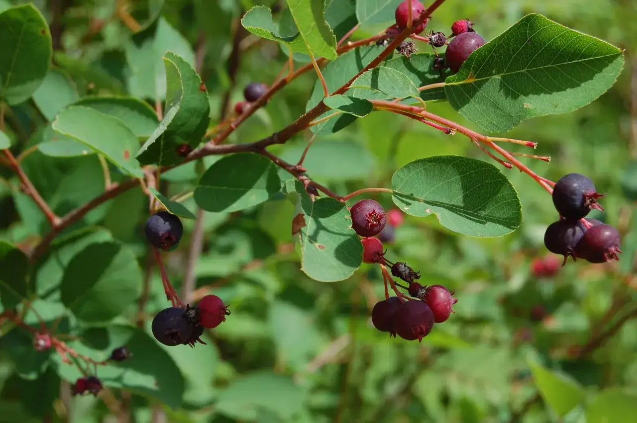 Mörka, saftiga bär hänger på en gren, redo att plockas. Dessa är juni-bär, eller juneberry svenska, en svensk delikatess.